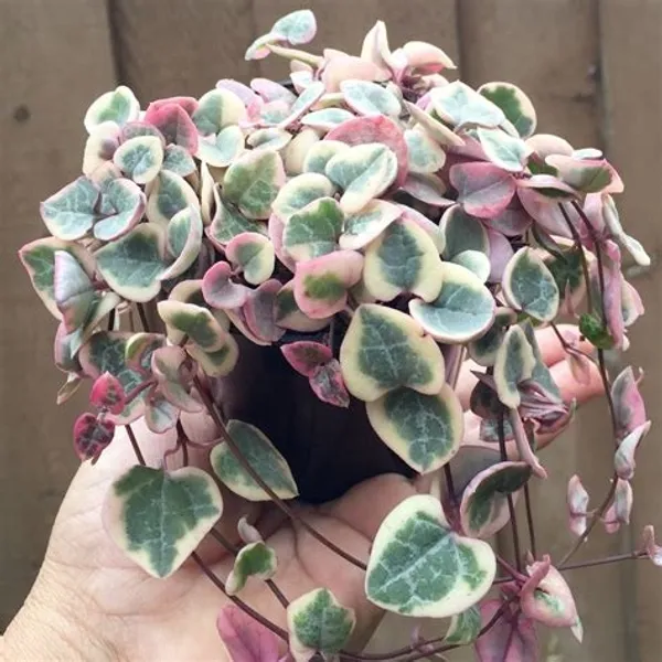 Variegated_String_Of_Heart_Hanging_Plants